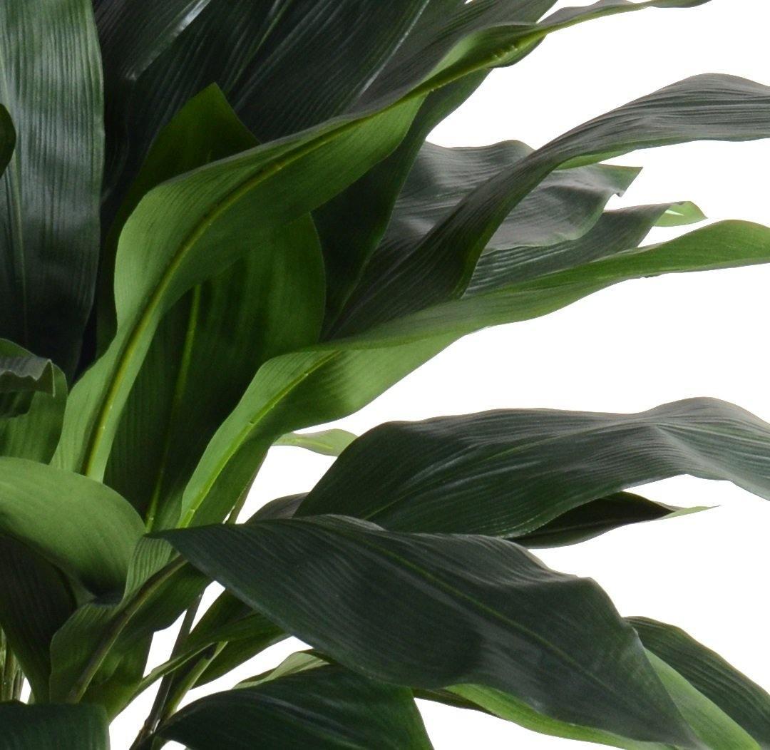 Aspidistra Plant