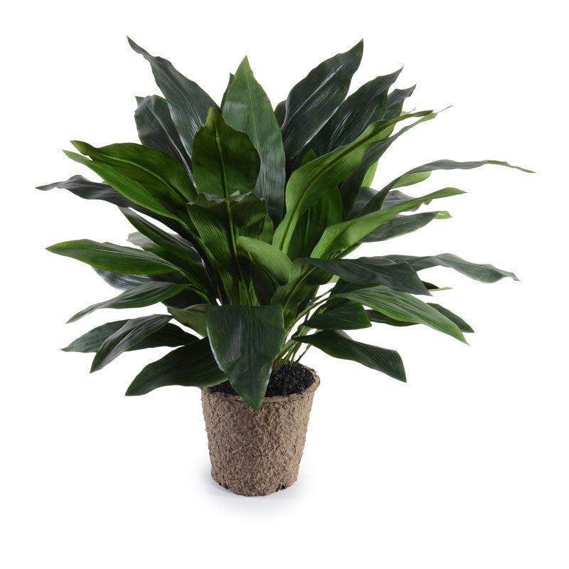 Aspidistra Plant