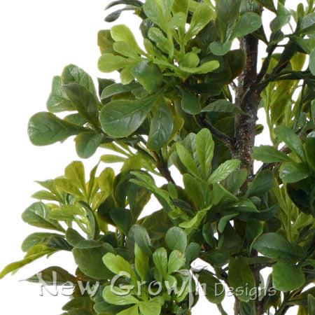 Boxwood Mini Bush