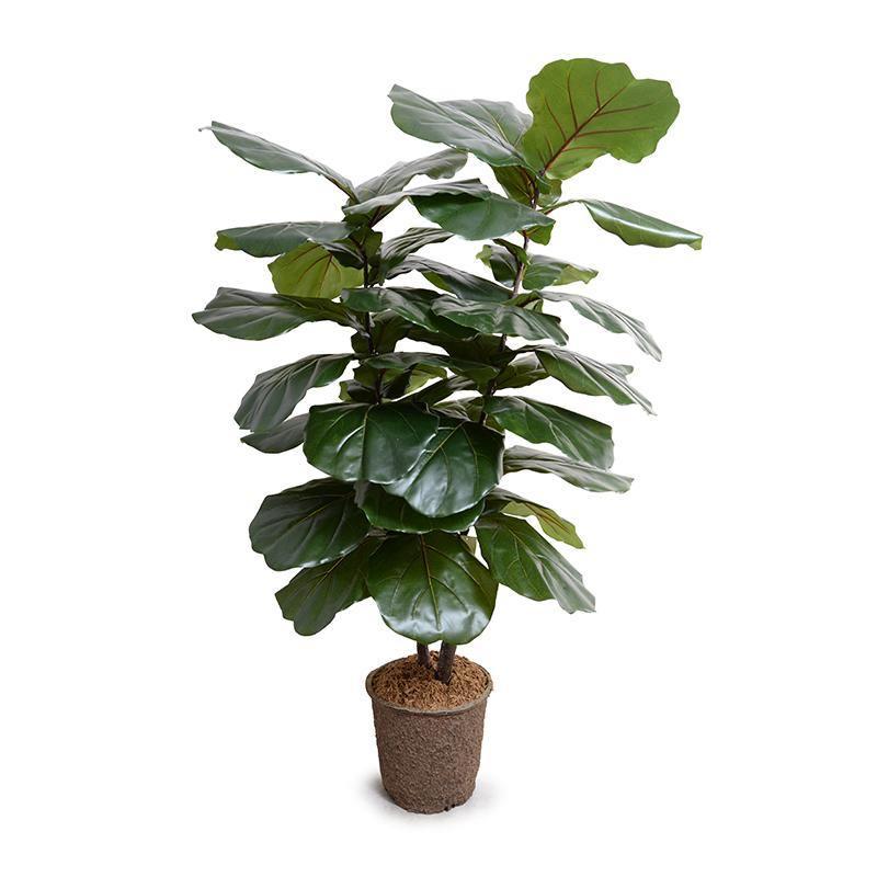 Fiddle Leaf Fig Tree, 64"