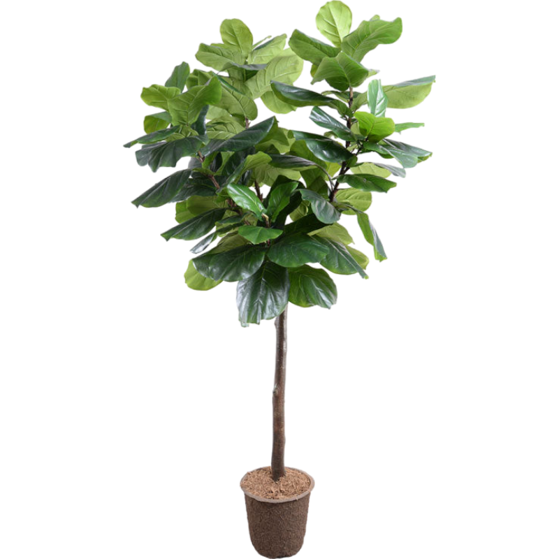 Fiddle Leaf Fig Tree, 7.5'