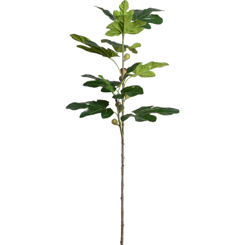 Fig Leaf Branches with Fruits