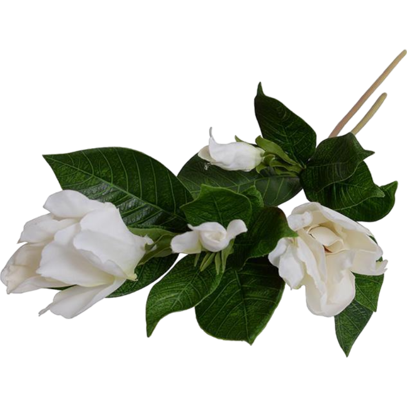 #Set_Set of 12