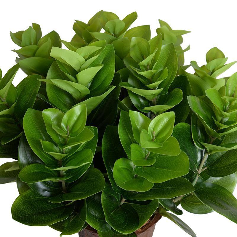 Peperomia Plant