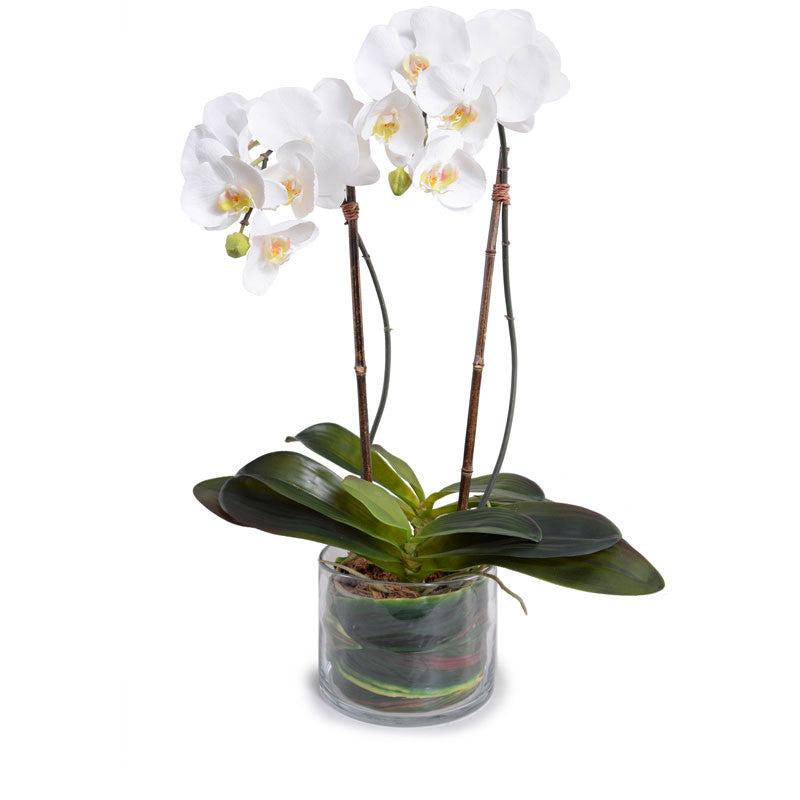 Phalaenopsis Orchids