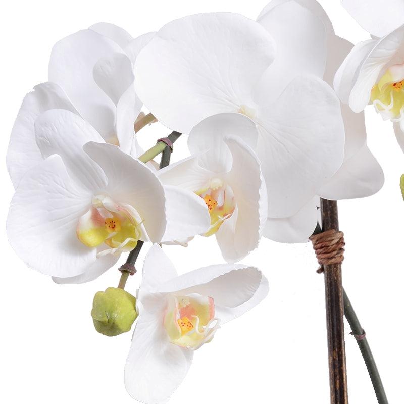 Phalaenopsis Orchids