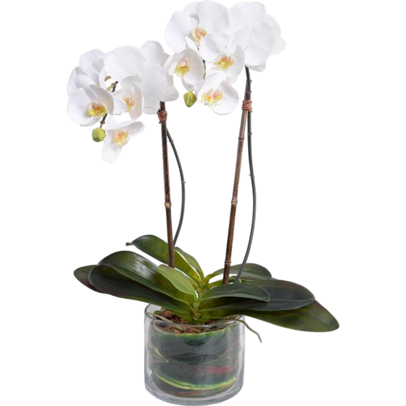 Phalaenopsis Orchids