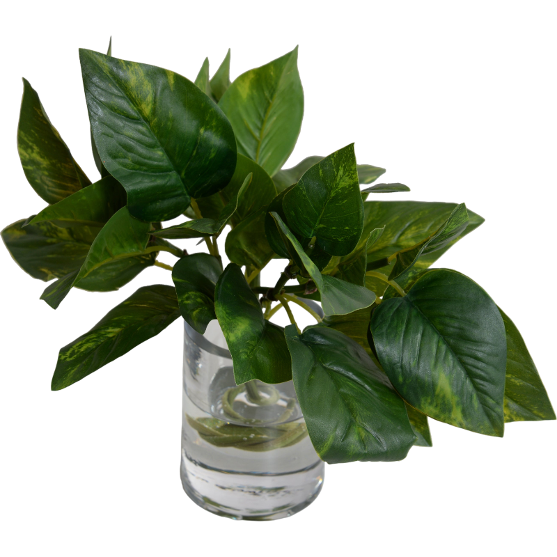 scindapsus indoor plant Pothos (Scindapsus) in Glass