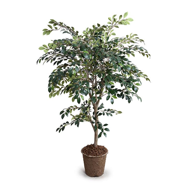 Ruscus Tree, 56"