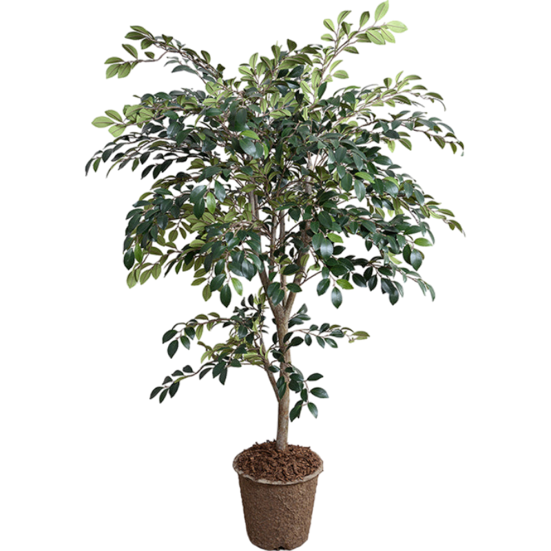 Ruscus Tree, 56"