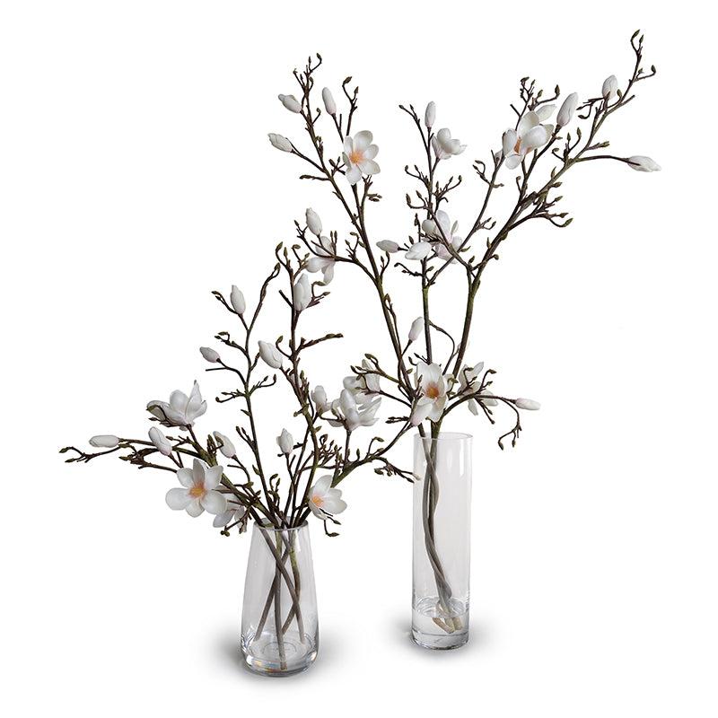 Tulip Magnolia in Glass