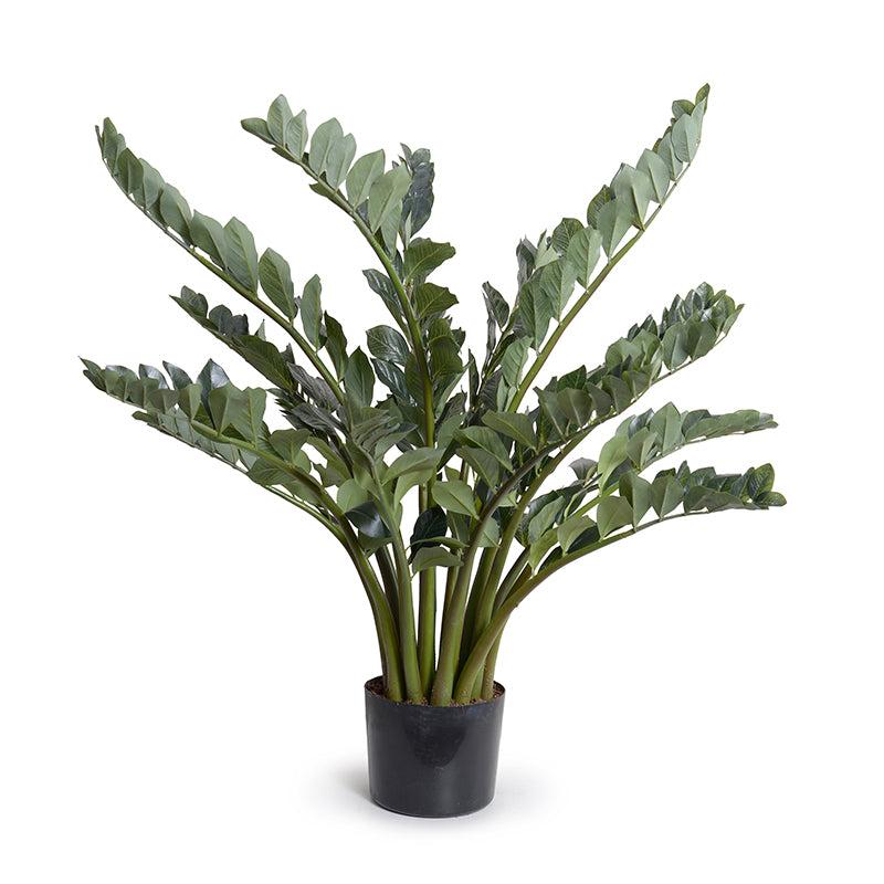 Zamiifolia Plant