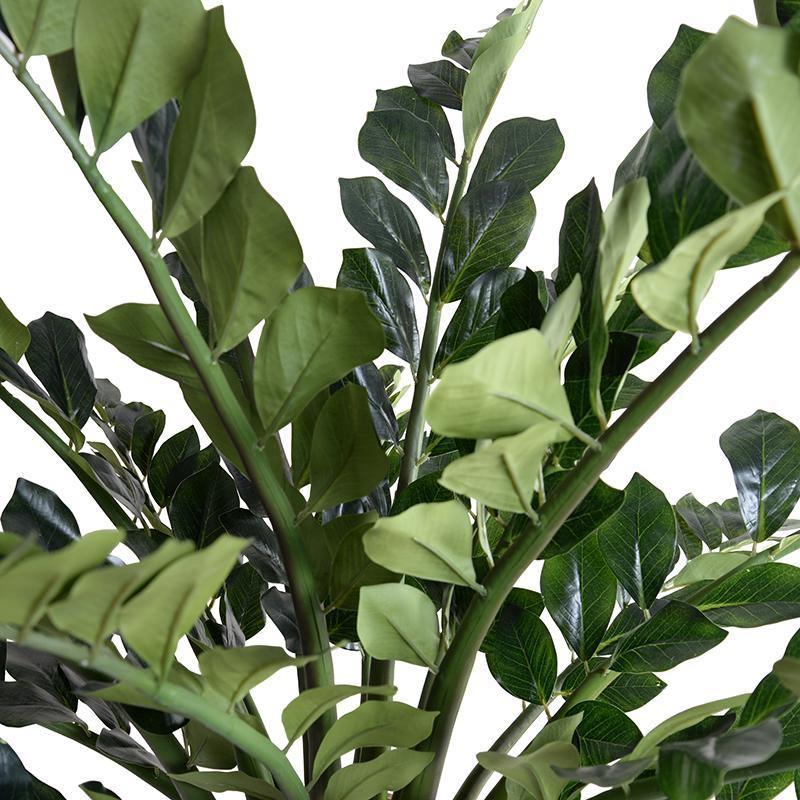 Zamiifolia Plant