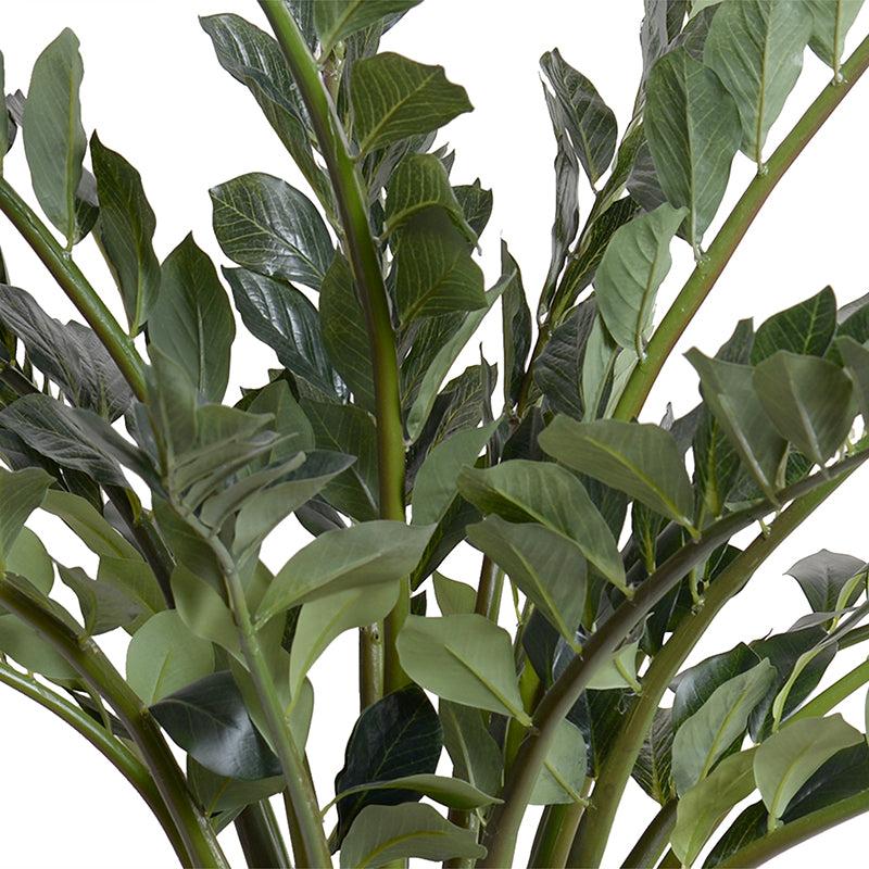 Zamiifolia Plant