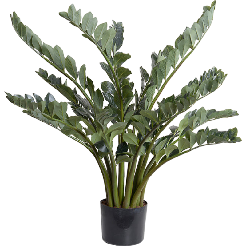 Zamiifolia Plant