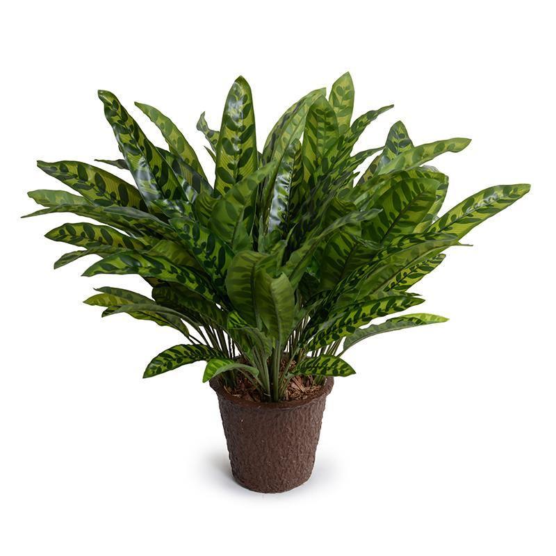 Aglaonema Plant