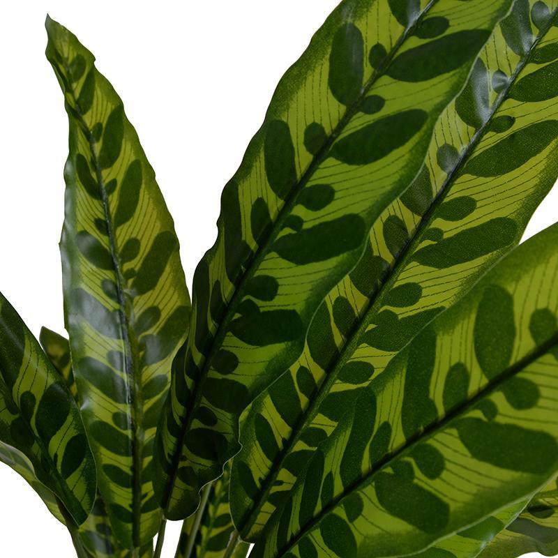 Aglaonema Plant