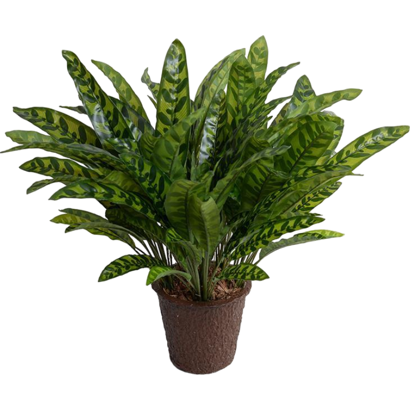 Aglaonema Plant