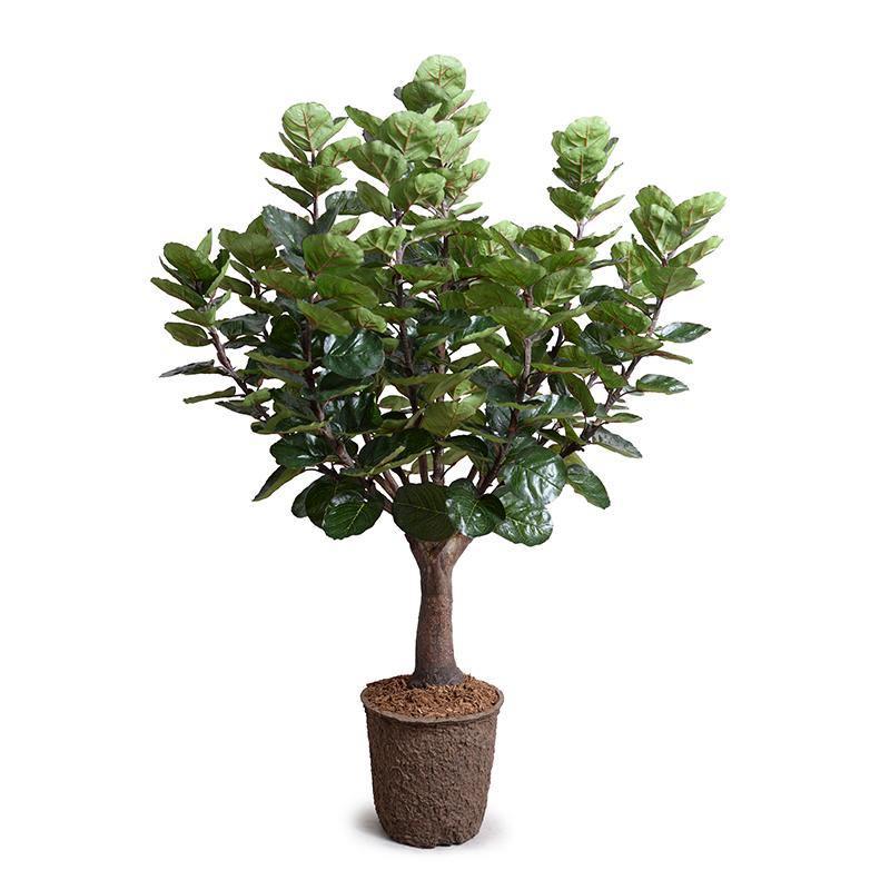 Aralia Balfouriana Tree, 5'