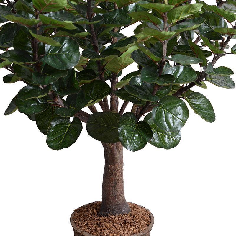 Aralia Balfouriana Tree, 5'