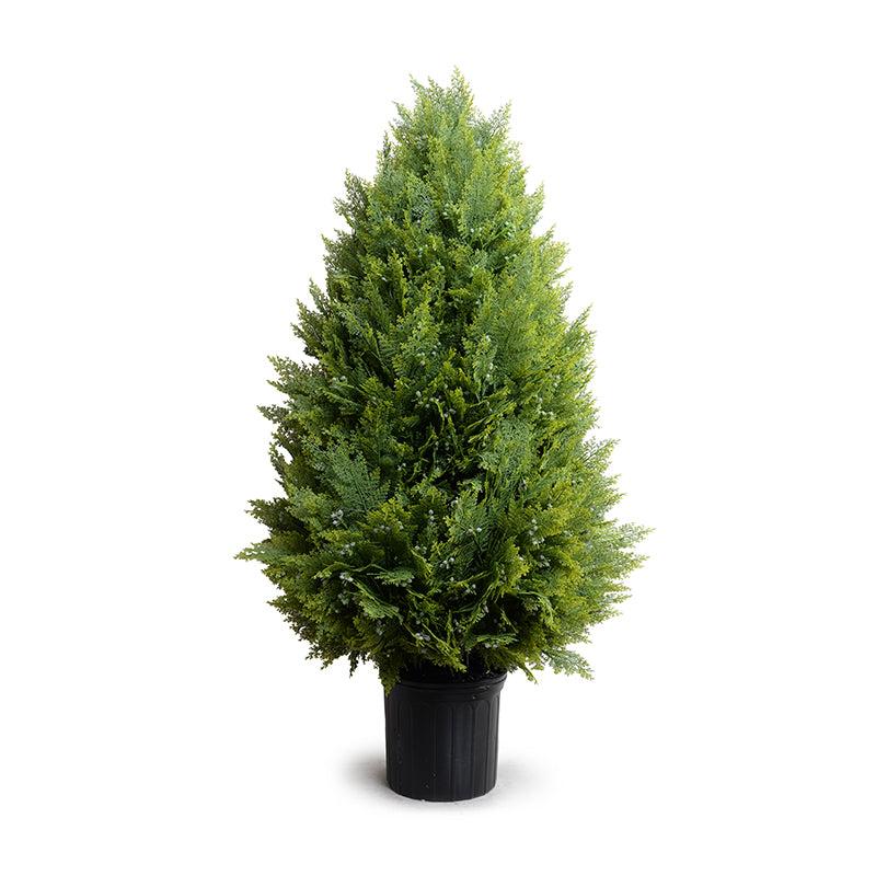 Arborvitae Shrub in Square Planter