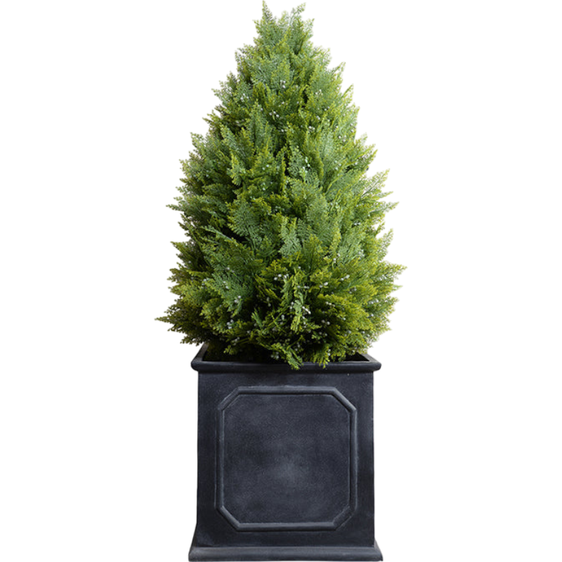 Arborvitae Shrub in Square Planter