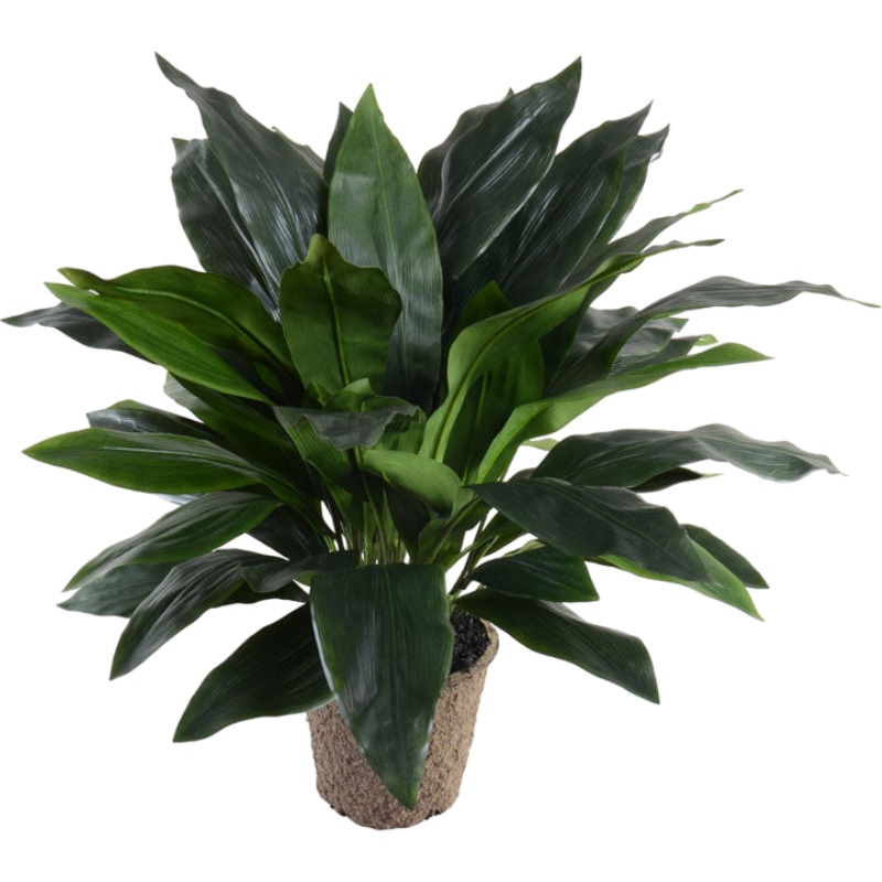 Aspidistra Plant