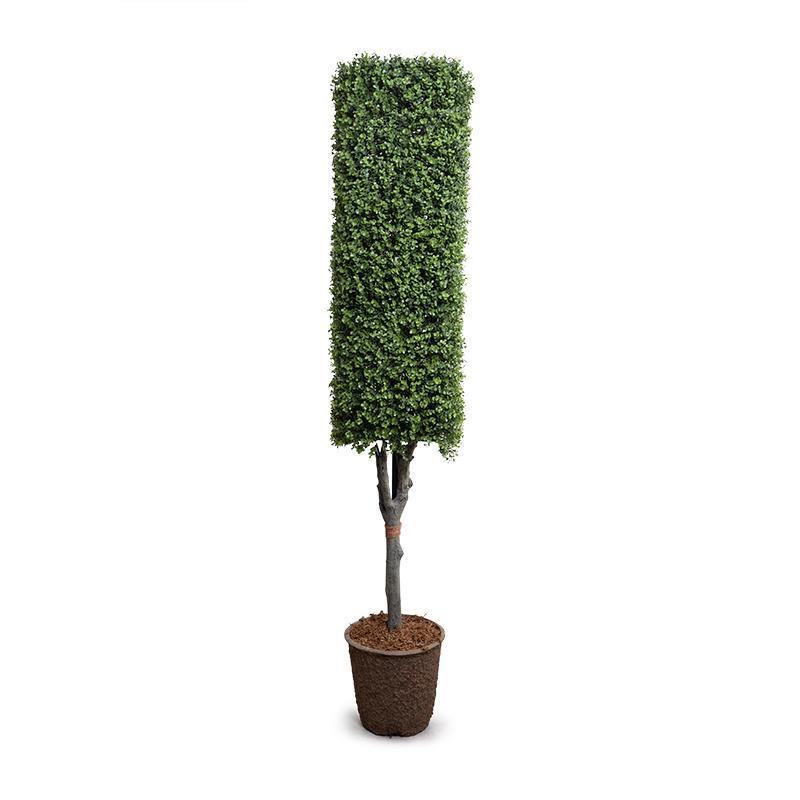 Boxwood Column Topiary