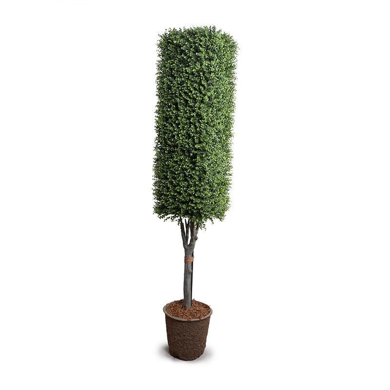 Topiary Column Boxwood Column Topiary
