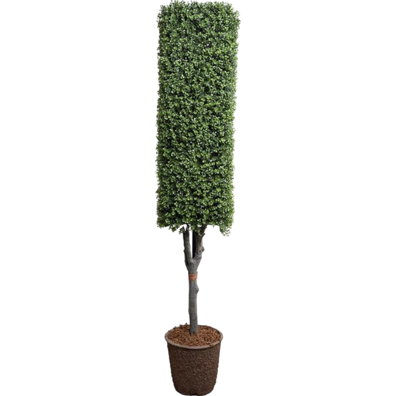 Boxwood Column Topiary