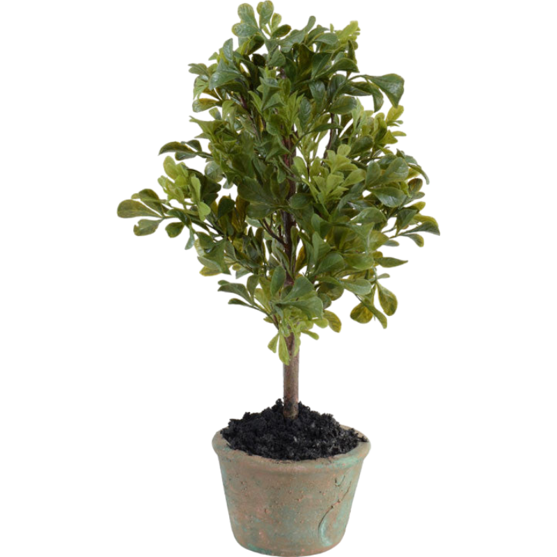 Boxwood Mini Bush