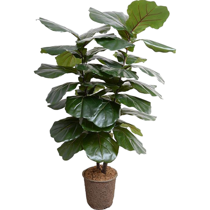 Fiddle Leaf Fig Tree, 64"