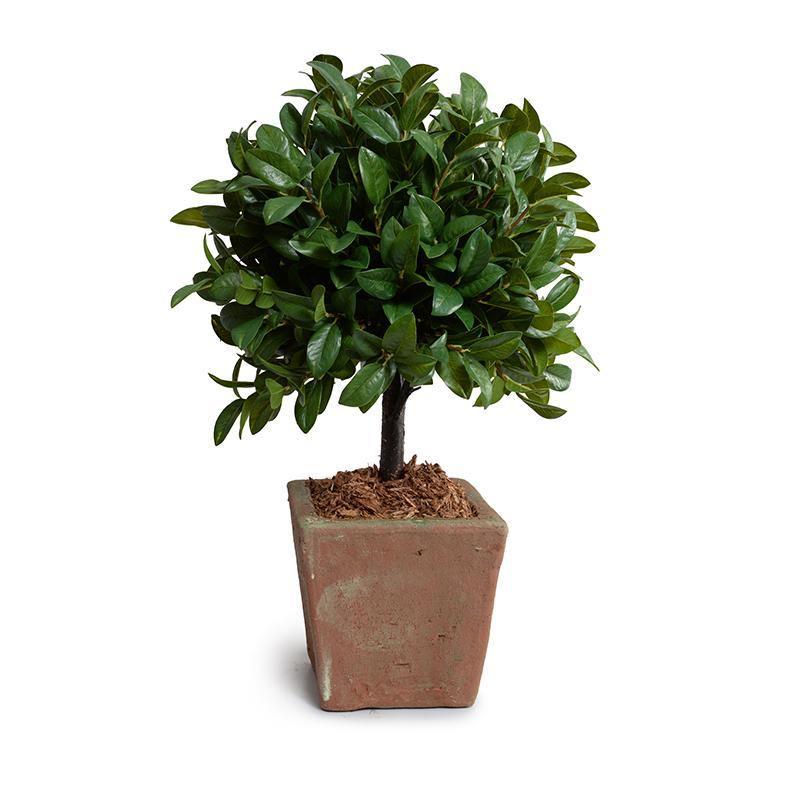 Laurel Leaf Topiary