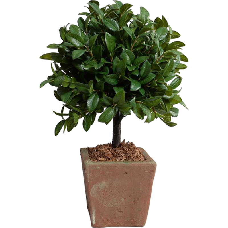 Laurel Leaf Topiary