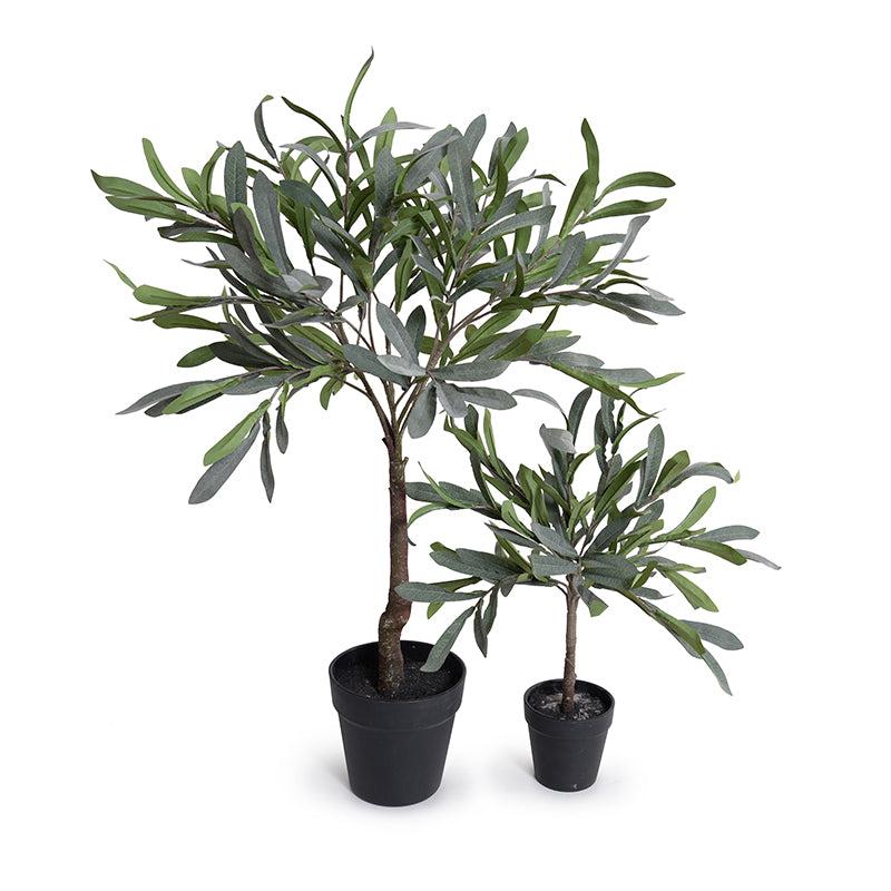 Olive Leaf Topiary