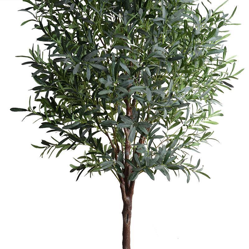 Olive Tree, 8'