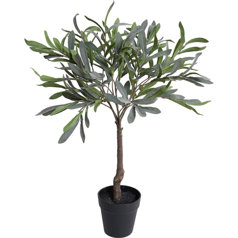 Olive Leaf Topiary