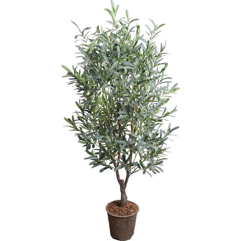 Olive Tree, 5.5'