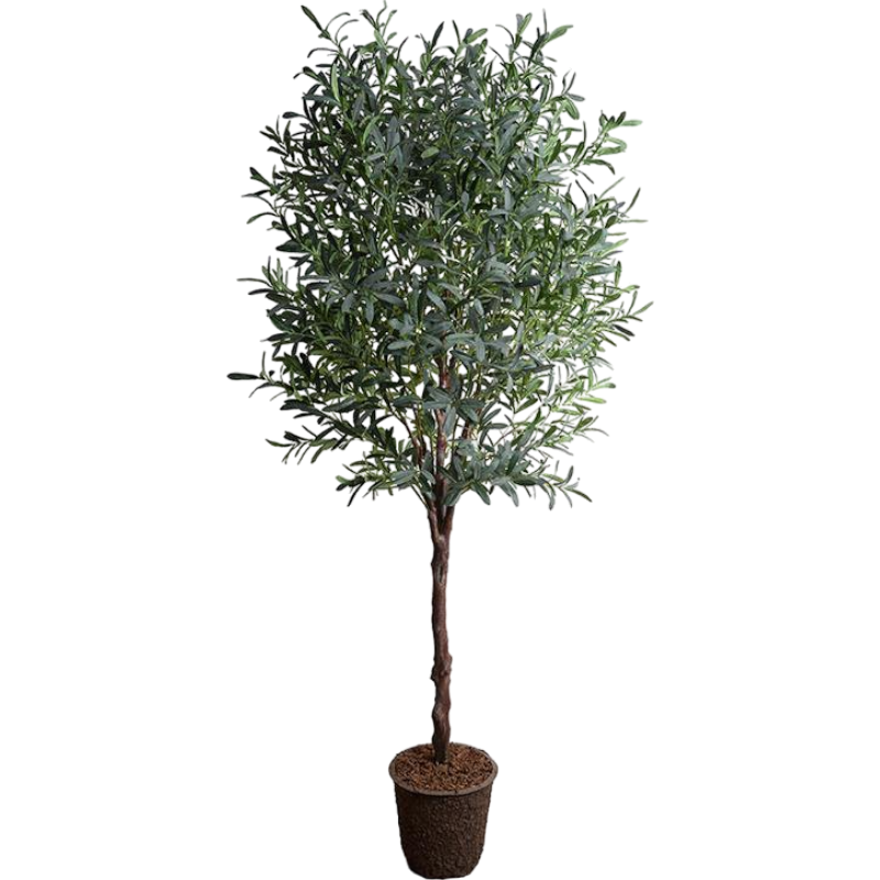 Olive Tree, 8'