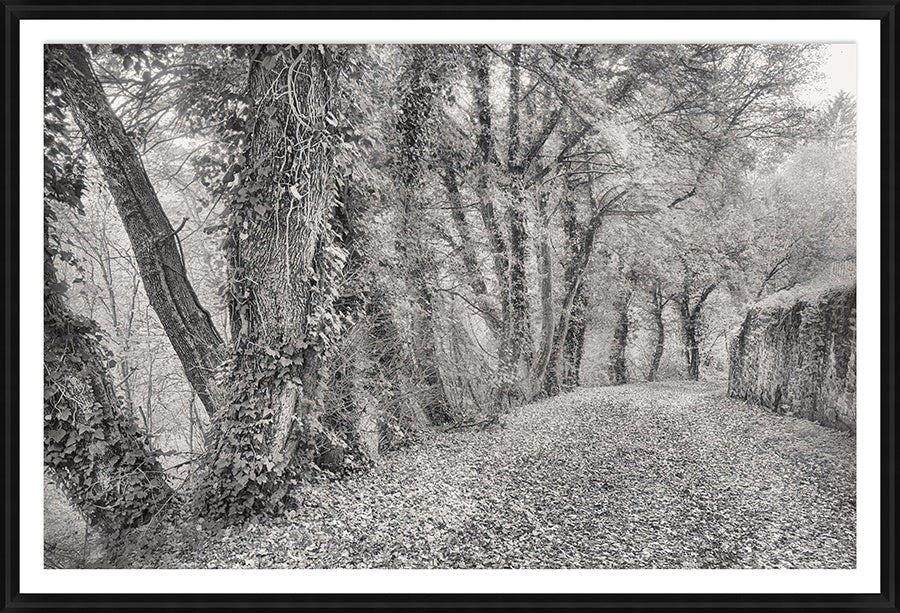 Overgrown Lane