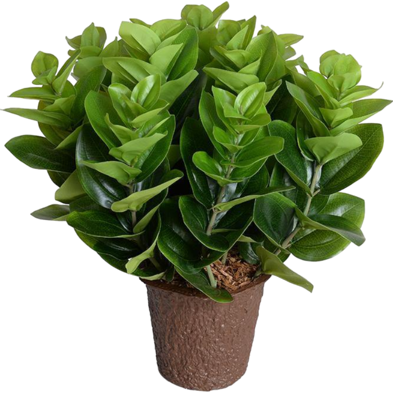 Peperomia Plant