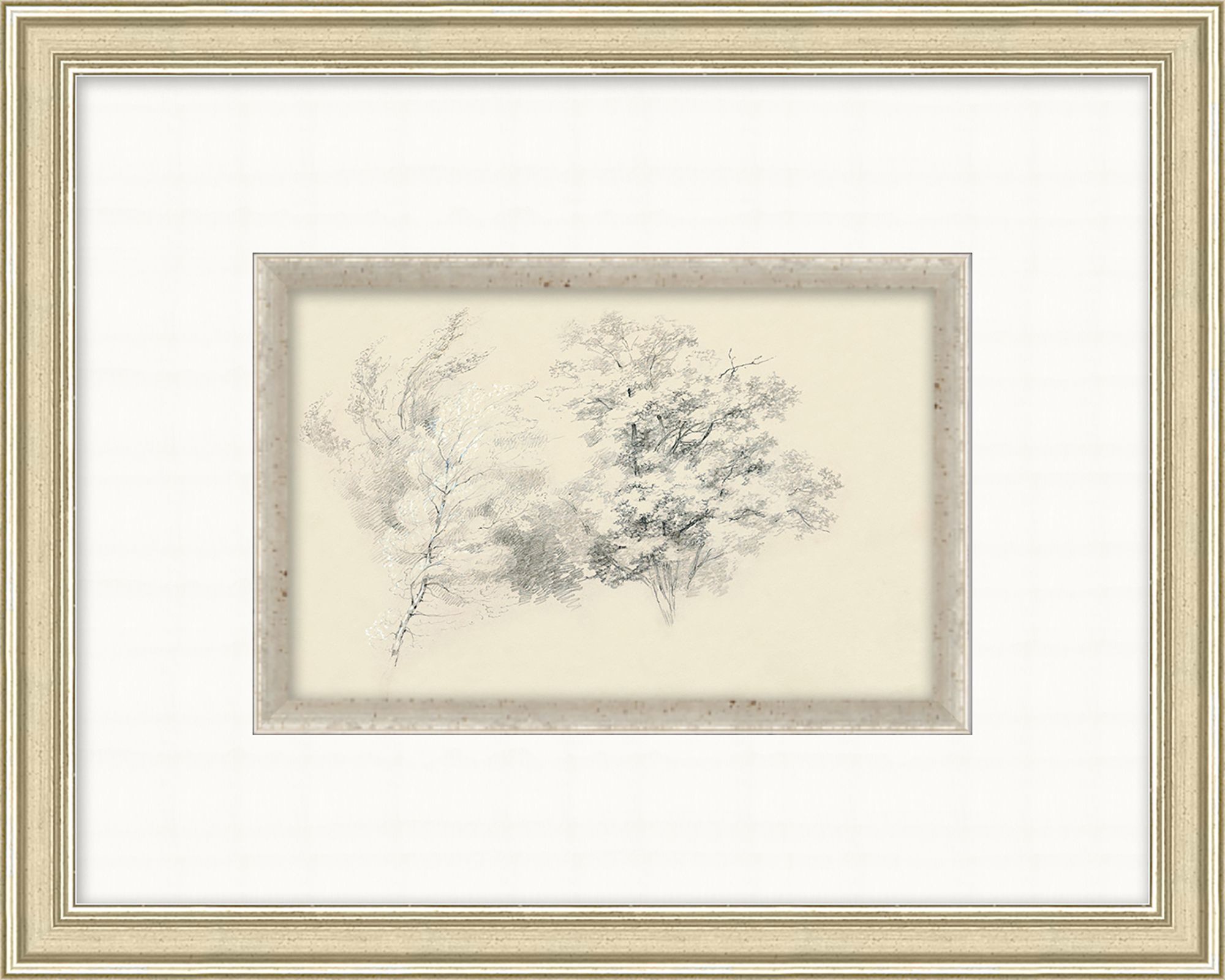 Rain Tree Sketch