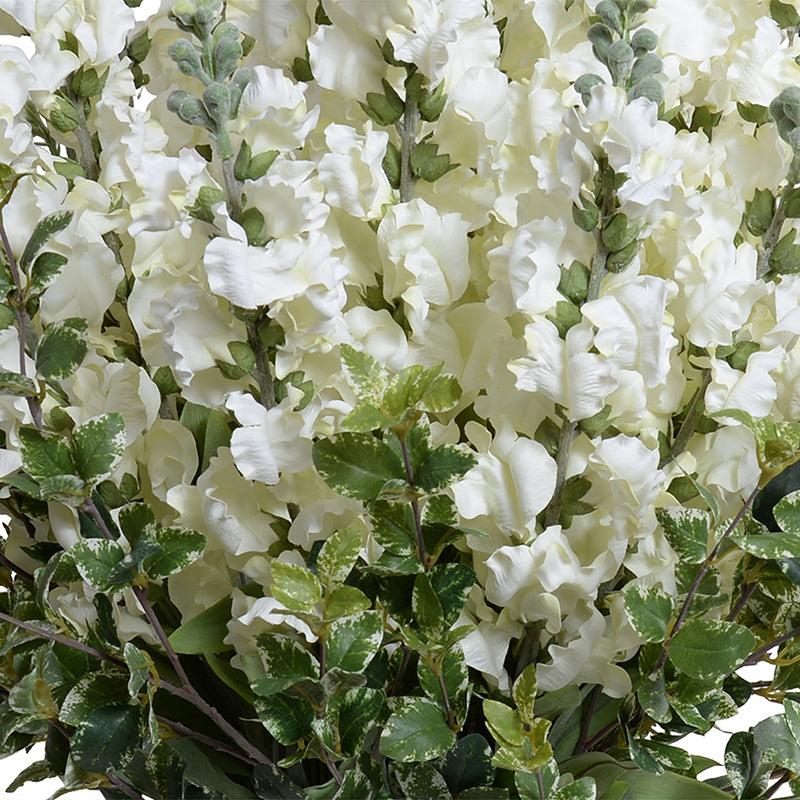 Snapdragon, Privet Arrangement