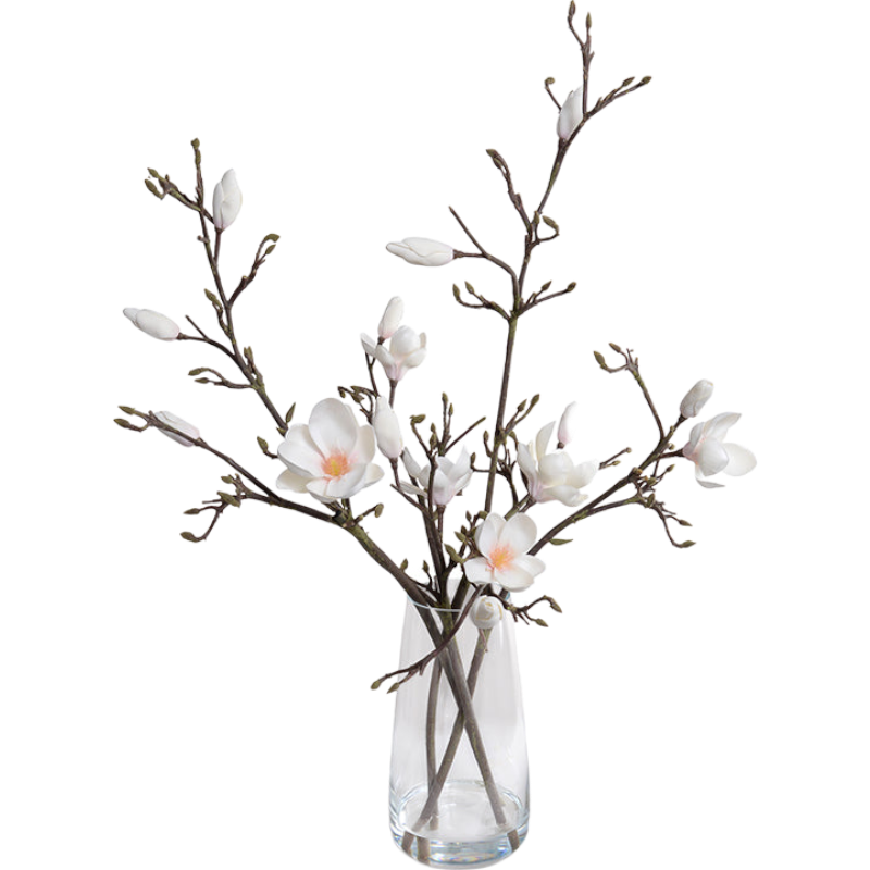 Tulip Magnolia in Glass