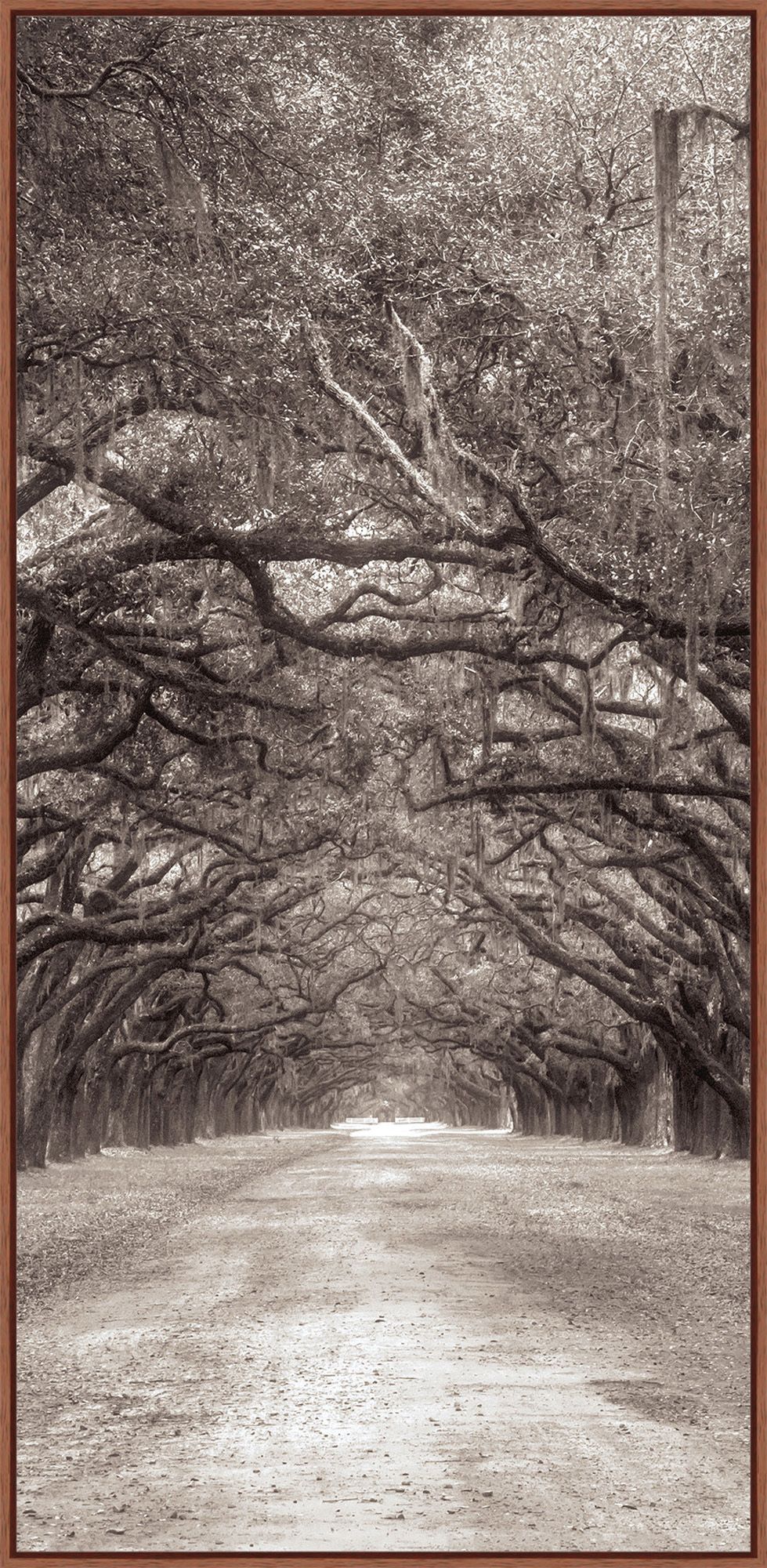 Under the Canopy II